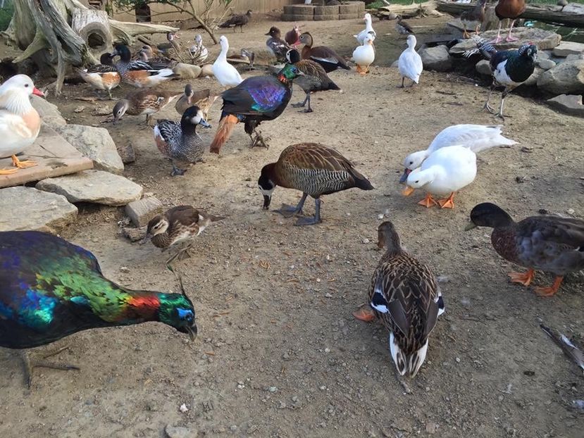  - Un fel de rai pe pământ!