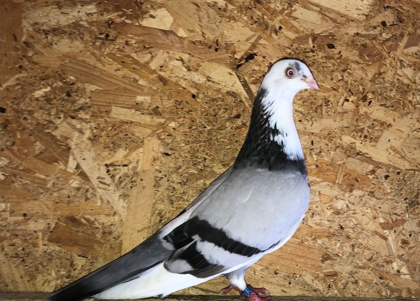 femelă  2018 - Plecați ALBUM 3