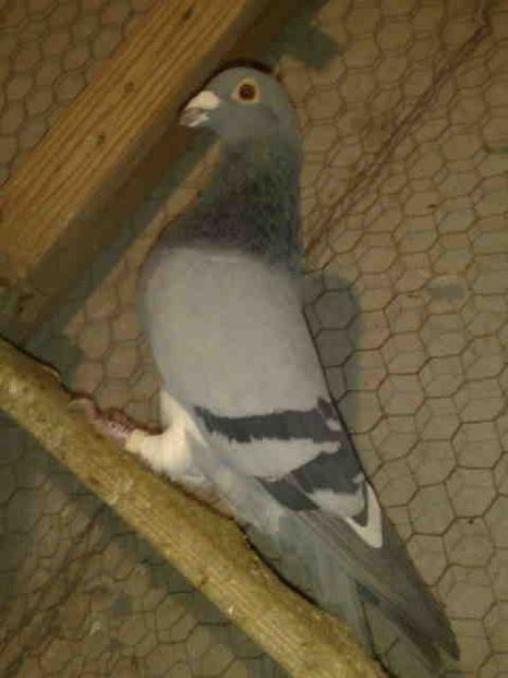  - A-2 Masculi matca pentru 2020- Baltati-Aarden Vineti-Fabry