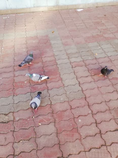  - Porumbeii din Târgoviște