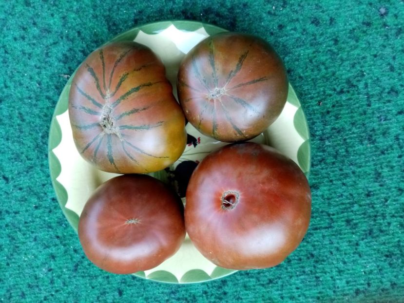  - TOMATE 2019 ALBUM 14