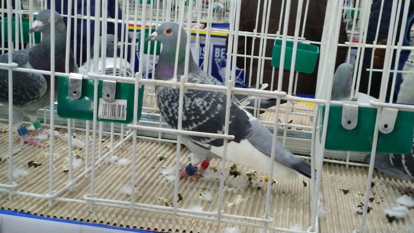 Loc 3 Maraton M+T Judet'19 - Rezultate