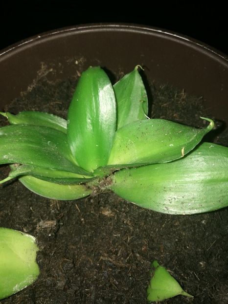 Sansevieria hahnii jade (pierdută) - Sansevieria