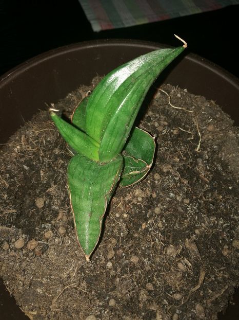 Sansevieria samurai dwarf - Sansevieria