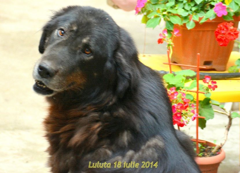 luluta 18.07.2014 crop - In memoriam Luluta corb carpatin