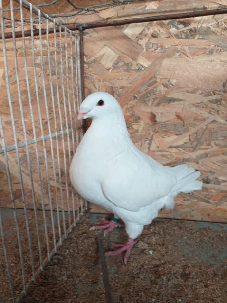 20191211_151435(0) - Tineret 2019