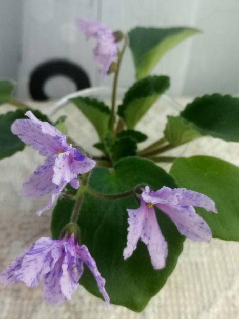 11 dec - ZZ Bol s Evening Irja