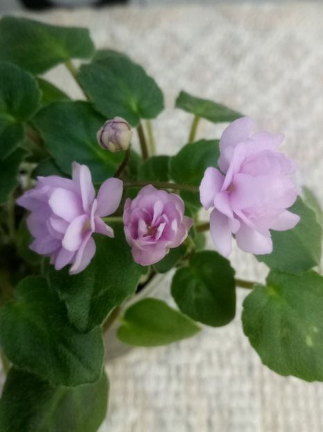 11 dec - Trail Along