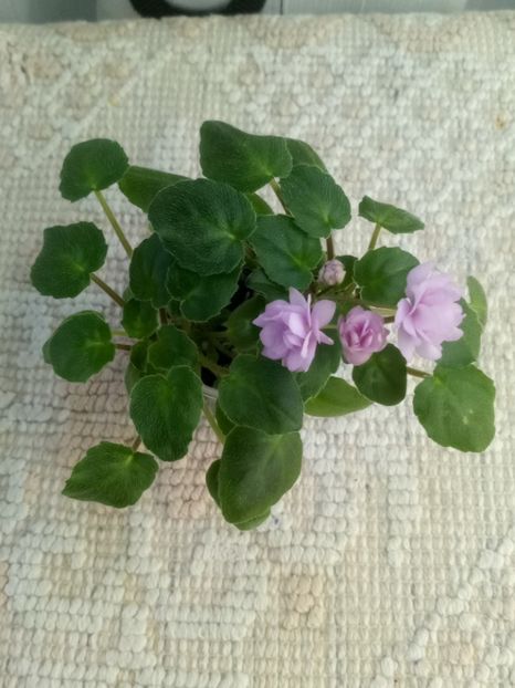 11 dec - Trail Along