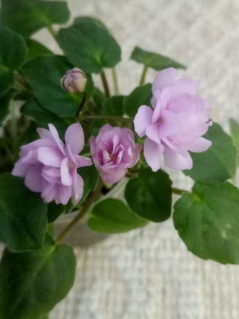 11 dec - Trail Along