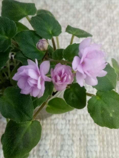 11 dec - Trail Along