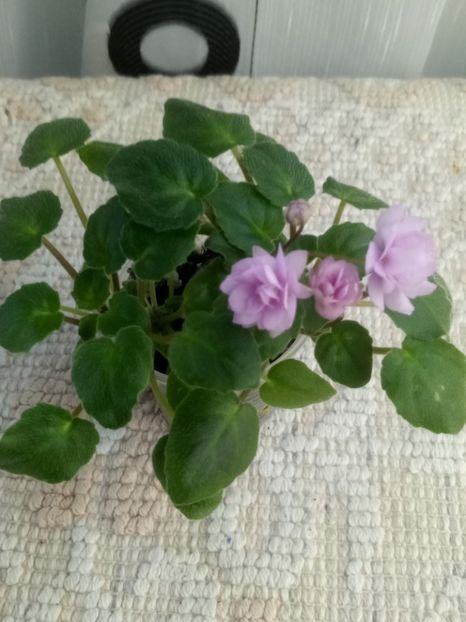 11 dec - Trail Along