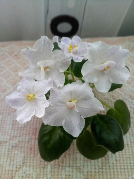 6 dec - ZZ RS Nayada