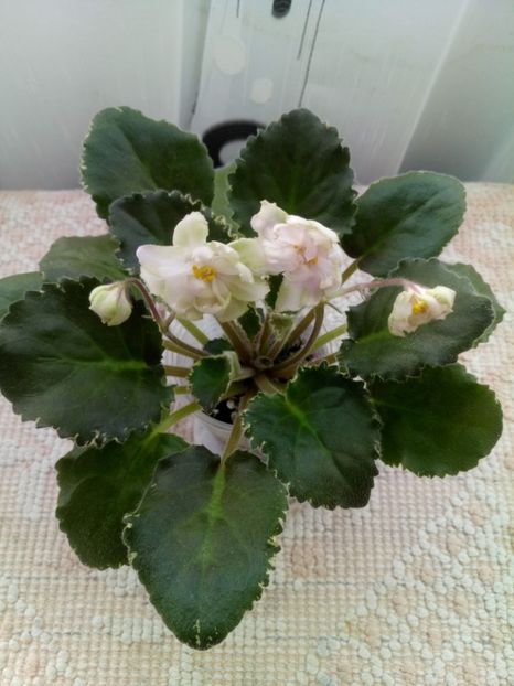 6 dec - ZZ Ian Fairy Tale