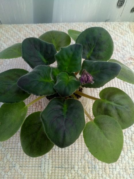 22 nov - Purple Passion