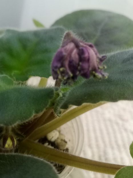 22 nov - Purple Passion