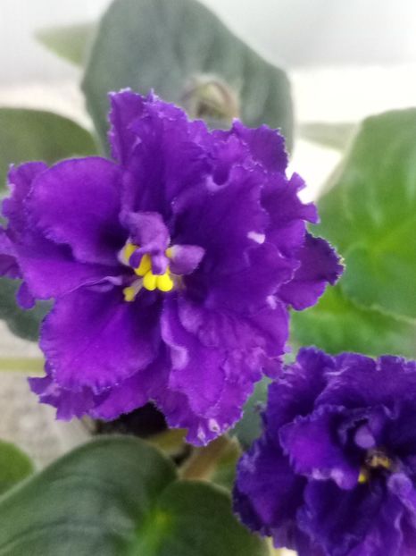 11 dec - Purple Passion