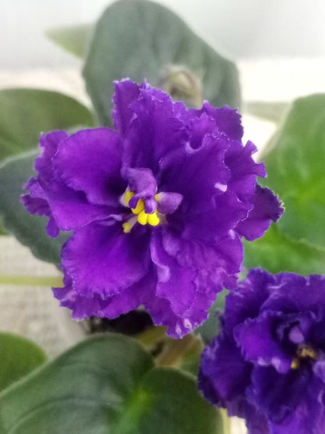 11 dec - Purple Passion