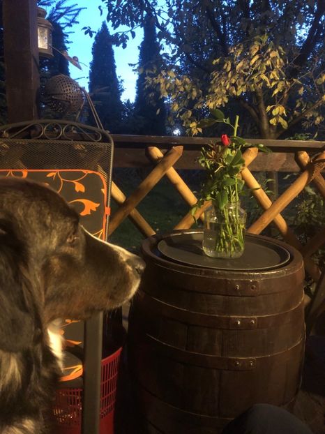 noiembrie 2019 - MARA DE CROITORU