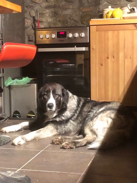 89BFF156-5304-4775-8AB2-089987D43318 - MARA DE CROITORU