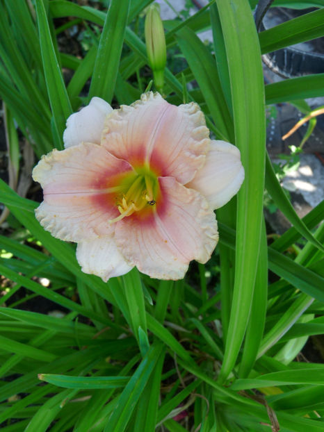  - Hemerocallis