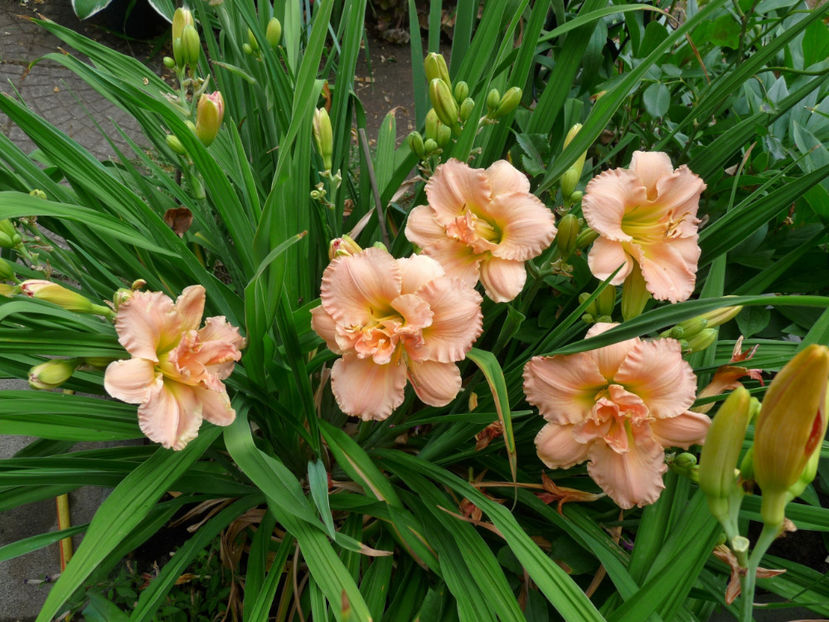  - Hemerocallis