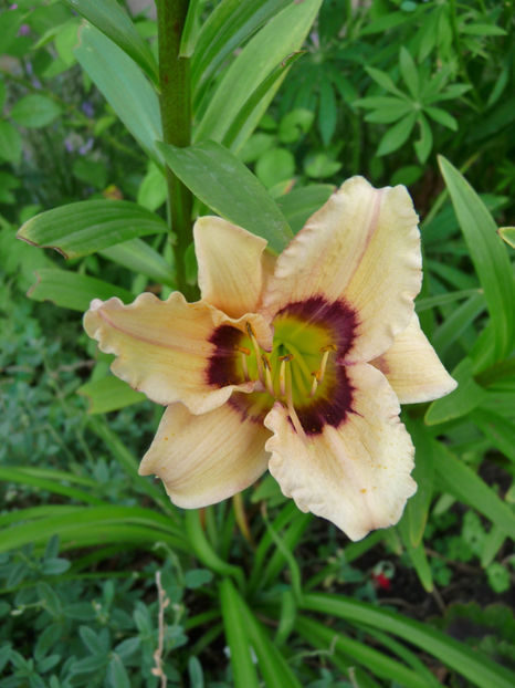  - Hemerocallis