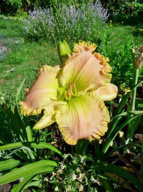  - Hemerocallis