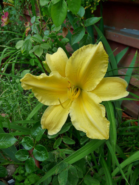  - Hemerocallis
