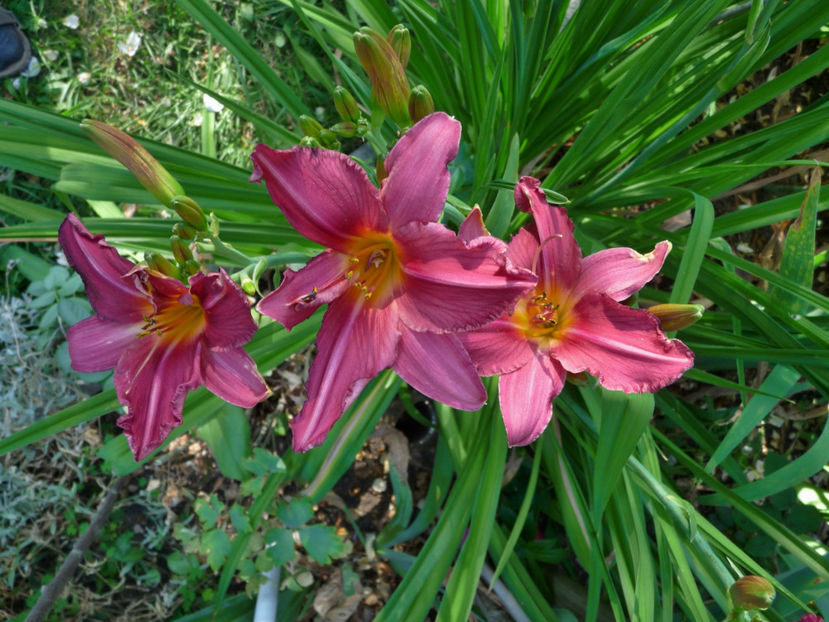  - Hemerocallis