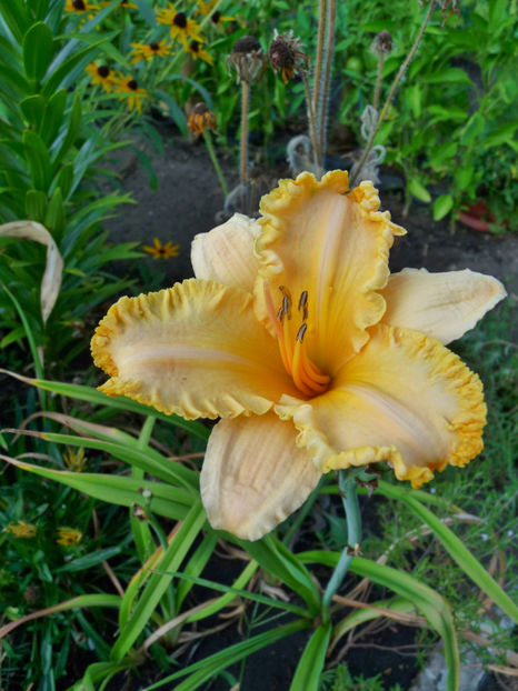 - Hemerocallis