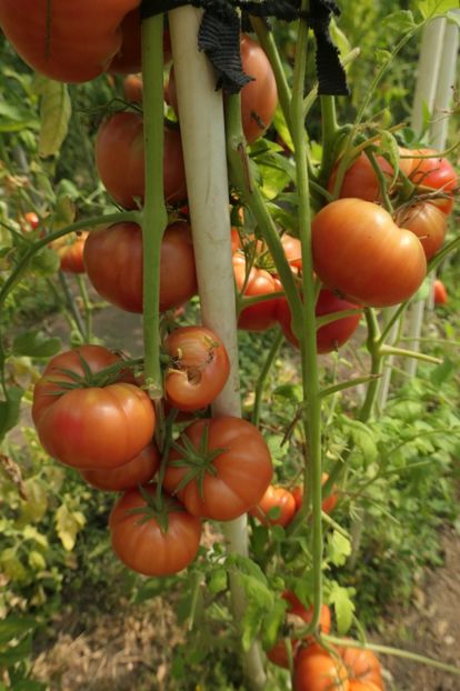 3 GRAȘI (2) - THREE FAT MEN-3 GRAȘI -UKRAINA