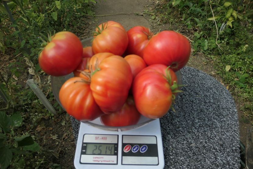 3 GRAȘI -CULESE DE LA O PLANTĂ... - THREE FAT MEN-3 GRAȘI -UKRAINA