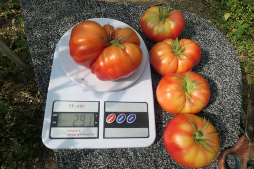 3 GRAȘI (6) - THREE FAT MEN-3 GRAȘI -UKRAINA