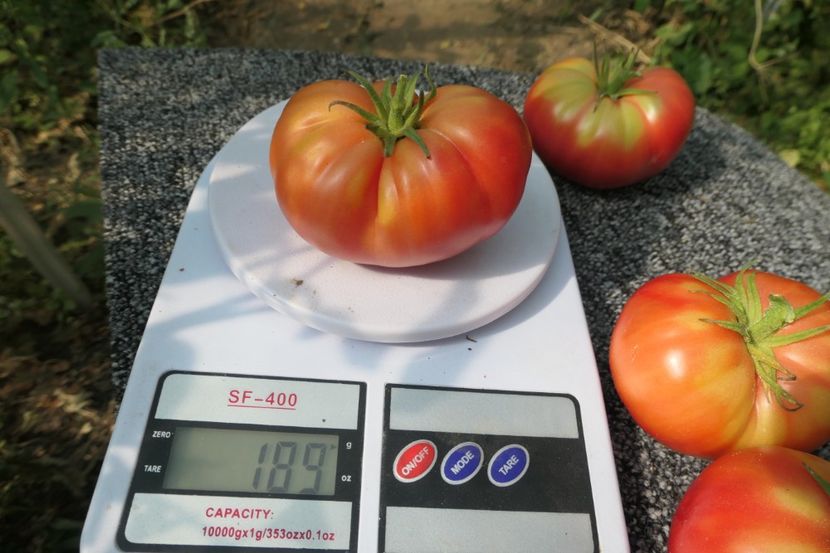 3 GRAȘI (8) - THREE FAT MEN-3 GRAȘI -UKRAINA