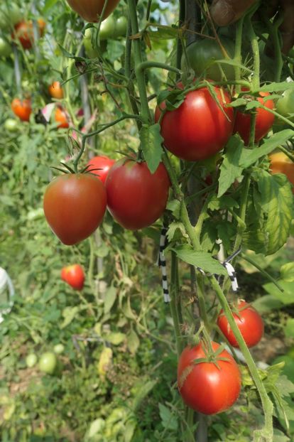 BABUSHKIN SEKRET (1) - SECRETUL BUNICII-BABUSHKIN SEKRET-