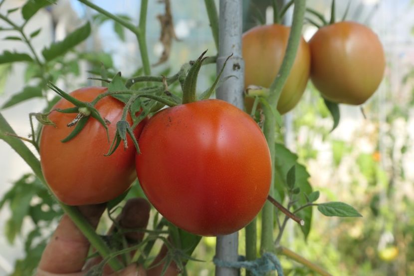 BIG MAO (4) - BIG MAO