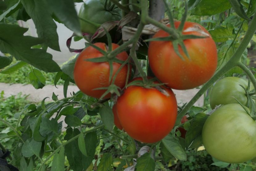 BIG MAO (12) - BIG MAO