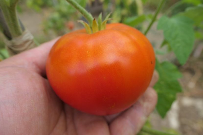 BIZON (1) - BIZON-SUGAR BIZON-RUSIA