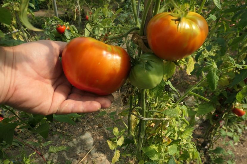 BIZON (19) - BIZON-SUGAR BIZON-RUSIA