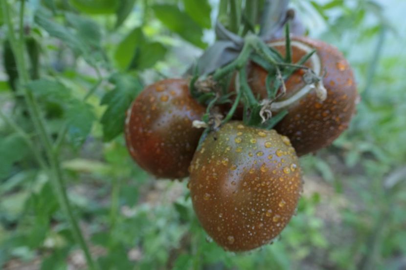 BLACK DRAGON PR (3) - BLACK DRAGON