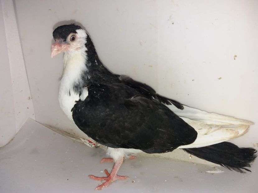 femelă  2019 - Plecați ALBUM 2