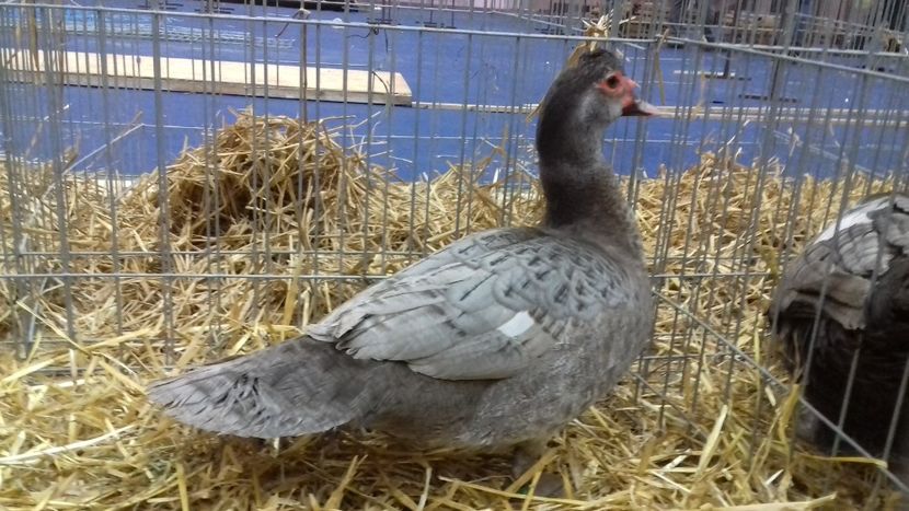 ripple - Expo Națională 2019