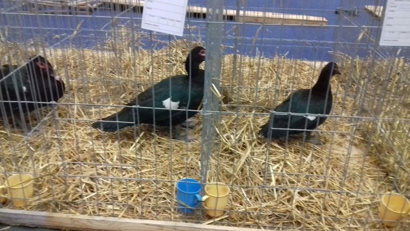  - Expo Națională 2019