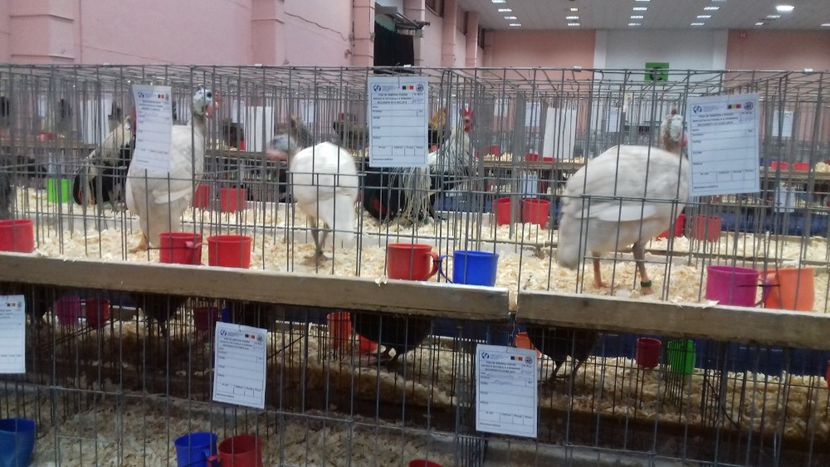 bibilici - Expo Națională 2019