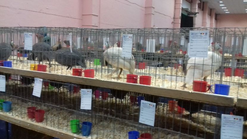  - Expo Națională 2019