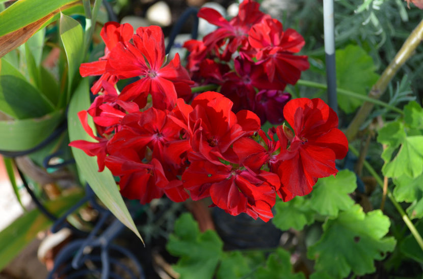  - dragostea  de natura