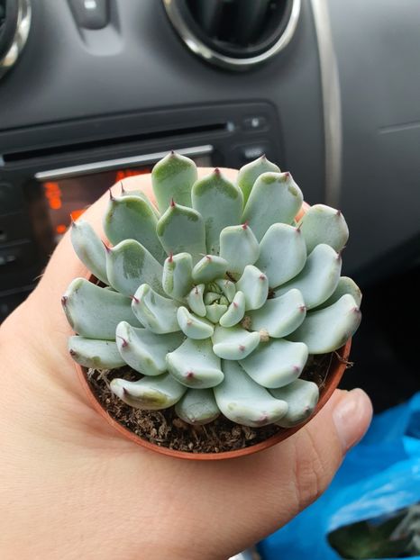 Nr 21-Echeveria 10 lei - Suculente de vanzare 2020