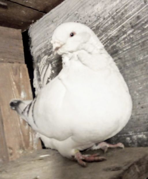  - - A - A - A - A - E N Y A 2019