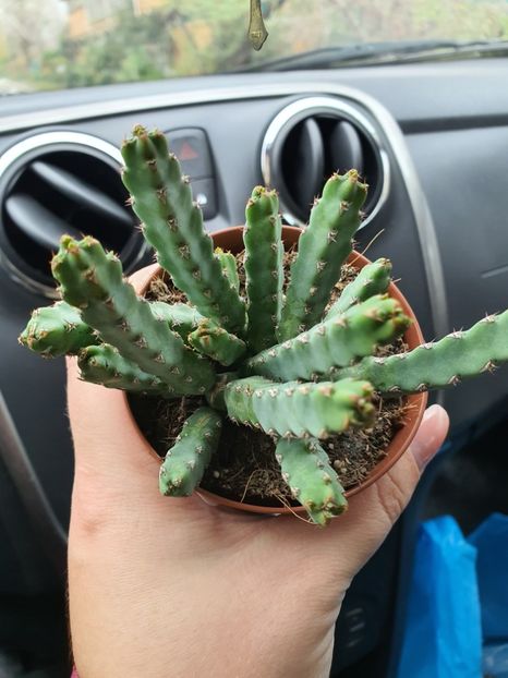  - CACTUSI rog identificare